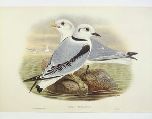 Feketelábú cica (Rissa tridactyla), metszet: John Gould, William Hart, H C Richte alkotó: John Gould