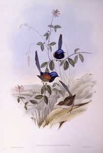 Kékmellű tündérfiú (Malurus pulcherrimus), John Gould metszete alkotó: John Gould