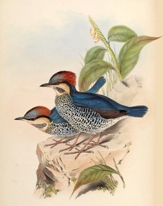 Kék Pitta Pitta cyanea Blyth alkotó: John Gould