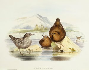 Barna kancsal (Cinclus pallasii), John Gould metszete alkotó: John Gould
