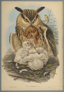 Bubo Maximus: Bagoly (színes lito szőtt papíron) alkotó: John Gould