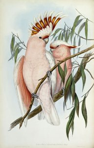 Leadbeater kakadu, 1848-1869