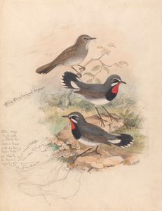 Calliope Tschebaiewi, Prjev. alkotó: John Gould