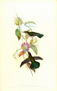 Campylopterus alkotó: John Gould