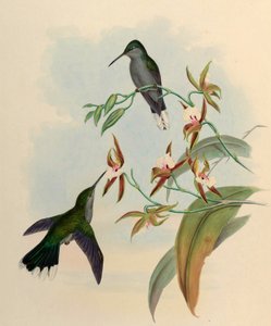 Campylopterus latipennis = Campylopterus largipennis alkotó: John Gould