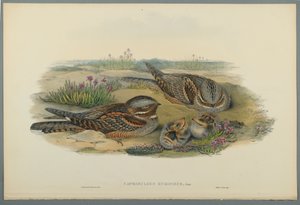 Caprimulgus Europaeus (színes litó szőtt papíron) alkotó: John Gould