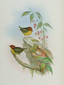 Cettia castaneocoronata alkotó: John Gould