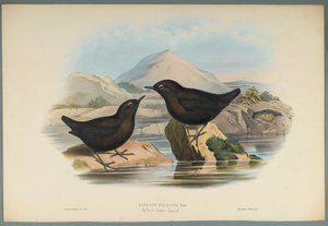 Cinclus Pallasi: Pallas Water Ouzel (színes litho szőtt papíron) alkotó: John Gould