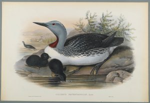 Colymbus Septentrionalis: Vöröstorkú búvár (színes lito szőtt papíron) alkotó: John Gould