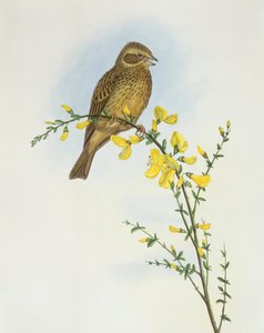 Kukoricasármány (Miliaria o Emberiza calandra), John Gould metszete alkotó: John Gould