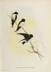 Delichon nipalensis, a „Madarak évszázada a Himalája hegységből”, 1830-32 alkotó: John Gould