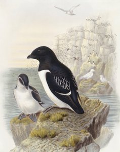 Dovekie (Alle alle), John Gould metszete alkotó: John Gould