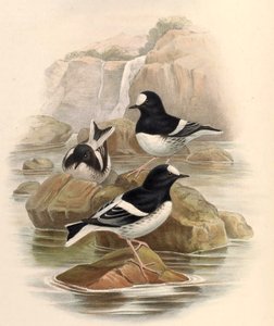 Enicurus scouleri alkotó: John Gould
