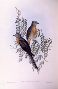 Legyezőfarkú kakukk (Cacomantis flabelliformis), John Gould metszete alkotó: John Gould