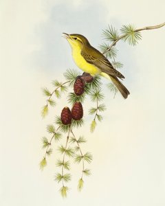 Légykapó (Ficedula hypolaris), John Gould metszete alkotó: John Gould