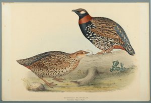 Francolinus Vulgaris (Briss): európai frankolin (színes litho szőtt papíron) alkotó: John Gould