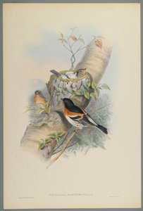 Fringilla Montifringilla - Bramblefinsh (színes litho szőtt papíron) alkotó: John Gould