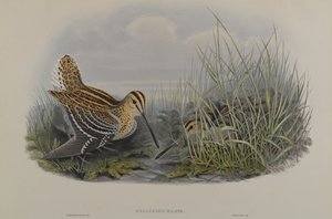Gallinago Major – Nagy szalonka alkotó: John Gould