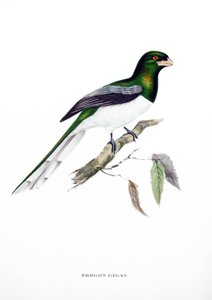 Óriás Trogon, madár Indiából, metszet John Gould (1804-1881) "Trópusi madarak" című könyvéből alkotó: John Gould
