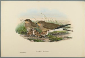 Glareola Pratincola - Közönséges Pratincole (színes litho szőtt papíron) alkotó: John Gould