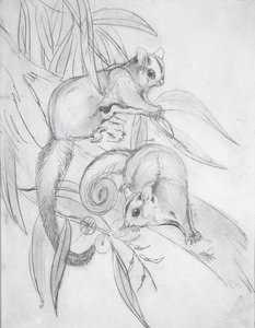 Sikló posszumok (ceruza) alkotó: John Gould