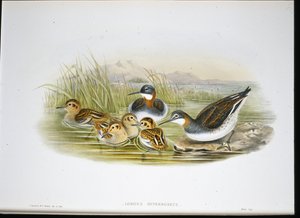 Fényes Ibis (Falcinellus Igneus) (kézzel színezett litho) alkotó: John Gould
