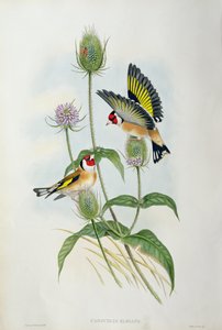 Aranypinty (Carduelis Elegans) (kézi színes litográfia)