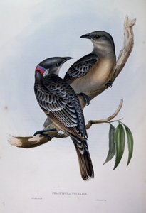 Nagy bowerbird (Chlamydera nuchalis), metszet az ausztrál madarakról alkotó: John Gould