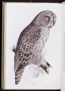 Great Cinereous Owl, a "The Birds of Great Britain", megjelent London, 1862-73 alkotó: John Gould