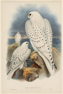 Grönlandi sólyom alkotó: John Gould