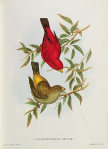 Haematospiza Sipahi, illusztráció a „Birds of Asia”, 1. köt. I, I-VI. rész, John Gould, 1850-54