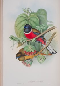 Harpactes Fasciatus, tábla a John Gould által 1862-73-ban kiadott The Birds of Great Britain (kézi színes litográfia) című kötetből. alkotó: John Gould