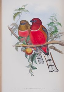 Harpactes Hodgsoni, tábla a John Gould által 1862-73-ban kiadott The Birds of Great Britain (kézi színes litográfia) című kötetből. alkotó: John Gould