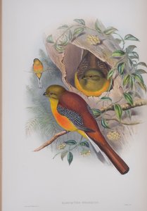 Harpactes Oreskios, tábla a John Gould által 1862-73-ban kiadott The Birds of Great Britain (kézi színes litográfia) című kötetből. alkotó: John Gould
