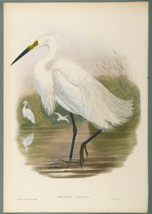 Herodias Garzetta - Kis kócsag (színes litó szőtt papíron) alkotó: John Gould