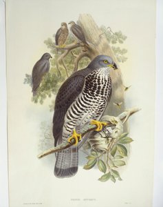 Mézes ölyv (Pernis apivorus), illusztráció alkotó: John Gould