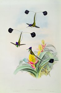 Kolibri, Walter és Cohn metszete
