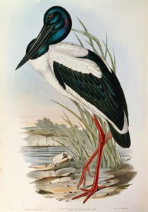 Illusztráció John Gould "Ausztrália madarai" című művéből, amely az Ephippiorhynchus asiaticus feketenyakú gólyát ábrázolja, alkotó: John Gould