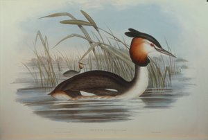 Illusztráció John Gould "Ausztrália madarai" című művéből, amely a déli tarajos vöcsök Podiceps cristatus australis-t ábrázolja, Oscar Dressler alkotó: John Gould