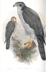 Illusztráció: Astur Palumbarius (Goshawk) alkotó: John Gould