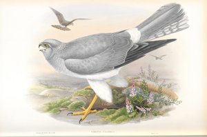 Illusztráció: Circus Cyaneus (tyúkhari) alkotó: John Gould