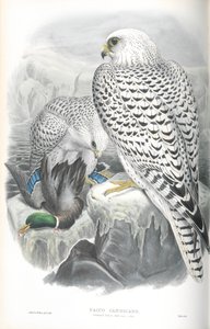 Illusztráció: Falco Candicans (Greenland Falcon Dark Race) alkotó: John Gould