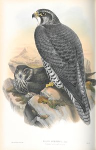 Illusztráció: Falco Gyrfalco (norvég Gyrfalcon) alkotó: John Gould