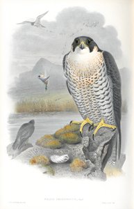 Falco Peregrinus (Peregrine Falcon) illusztrációja alkotó: John Gould
