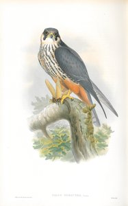 Illusztráció: Falco Subbuteo (hobbi) alkotó: John Gould
