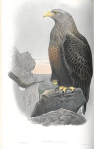 Haliaeetus Albicilla (tengeri sas) illusztrációja alkotó: John Gould