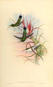 Illusztráció: Heliothryx phaïnolæma (= Heliothryx auritus phainolaemus) (kolibri) Tillandsia bulbosán (bromélia) alkotó: John Gould