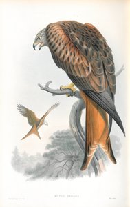 Illusztráció: Milvus Regalis (Kite; Gileád) alkotó: John Gould