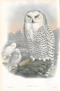 Nyctea Nivea (havas bagoly) illusztrációja alkotó: John Gould