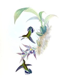 Phlogophilus hemileucurus illusztrációja Paphinia cristata (orchidea) alkotó: John Gould